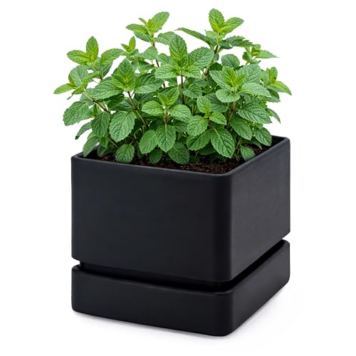 D'vine Dev 6 Inch Herb Planter Pot, Plastic Planter with Drainage Holes and Saucer, Modern Decorative Gardening Pot for Indoor Plants, Flowers, Herbs, Succulents, Black, Set of 1, 76-Y-B1-2 by D'vine Dev - Used condition - US$18.04