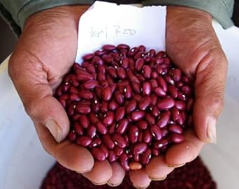 Salvadoran Small Red BEANS 1/4lb Seeds Central America,Frijol Rojo De Seda,Bush