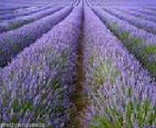 Risala LAVANDUA ANGUSTIFOLIA True ENGISH Lavender Seeds Fragrant HERB 10,000 10g Bulk