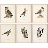 Vintage Bird Art Prints (Set of 6) - Unframed - 8x10s | Vintage Décor | Living Room Décor for Bird Lovers | Farmhouse Décor