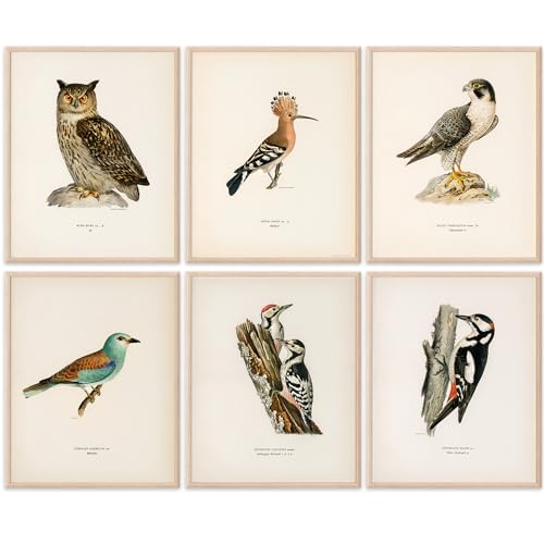 Vintage Bird Art Prints (Set of 6) - Unframed -