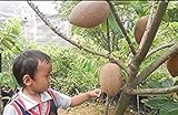 1 PC Potseed Germinación Las Semillas: 20 Semillas Raras zapote Gigante Plantas frutales comestibles