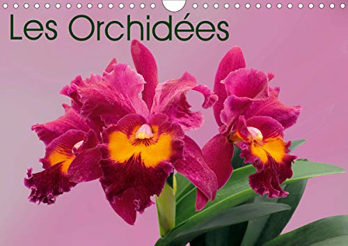 Les Orchidees (Calendrier mural 2021 DIN A4 horizontal): Les orchidees exotiques (Calendrier mensuel, 14 Pages )