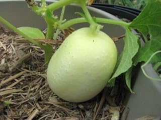 Cucumber Crystal Apple 20 Seeds Vegetable Garden Spring Summer