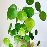 3 Money Tree Plants Live, Pilea Peperomioides Live Plants, 5 to 7 Inc in Height, Live Pilea Peperomioides Plants for Gardening Plant