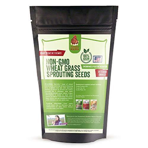Pampered Chicken Mama Non-Gmo Wheat Seeds For Sprouting Fodder 3 Pounds #TOP6