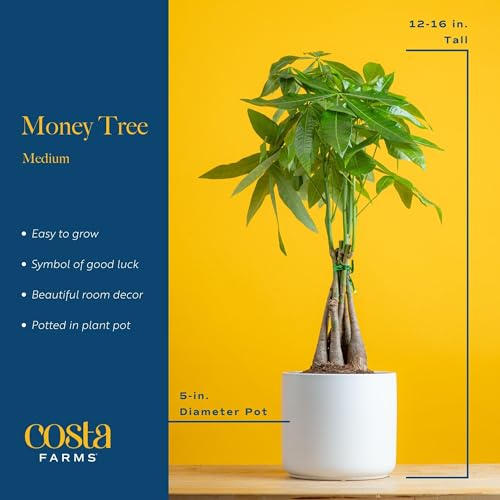 Costa-Farms-Money-Tree-Easy-to-Grow-Live-Indoor-Plant-Bonsai-Houseplant-in-Ceramic-Planter-Pot-Potting-Soil-Home-Decor-Gardening-Birthday-Mothers-Day-Gift-for-Mom-12-16-Inches-Tall 41IsVt6W6RL