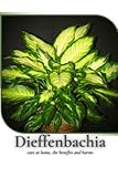 Dieffenbachia: care at home, the benefits and harms