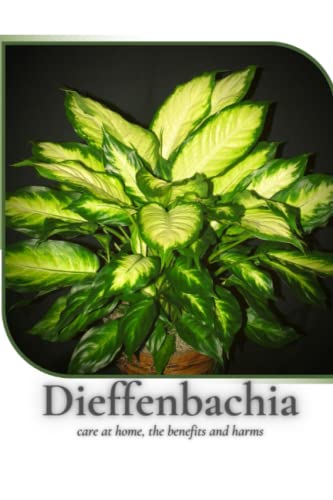Dieffenbachia: care at home, the benefits and harms
