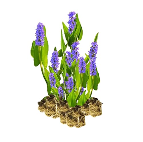 VDVELDE Hechtkraut Pontederia Cordata - Für ca. 2,5 m² - 30 lose Filterpflanzen - Für Teichpflanzenfilter - Winterharte Teichpflanzen - Van der Velde Wasserpflanzen Cover