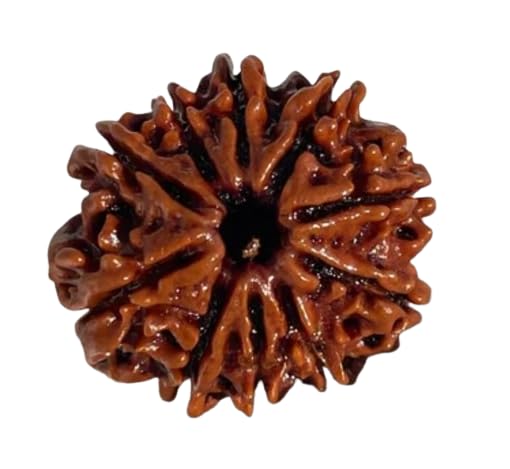 SRT Rudra 9 Mukhi Rudraksha Original नौ मुखी रुद्राक्ष ओरिजिनल 20mm Nua Mukhi Rudraksha Nepal IGL Certified 9 Face Rudraksha Bead Silver Pendant Bleesed Nav Durga For Dhyan-picture-40