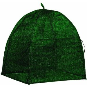 WINTER SHRUB COVER 22