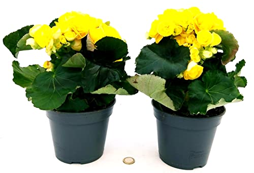 POWERS TO FLOWERS - BEGONIA GIALLA, 2 PIANTE, VASO 14 CM, piante vere