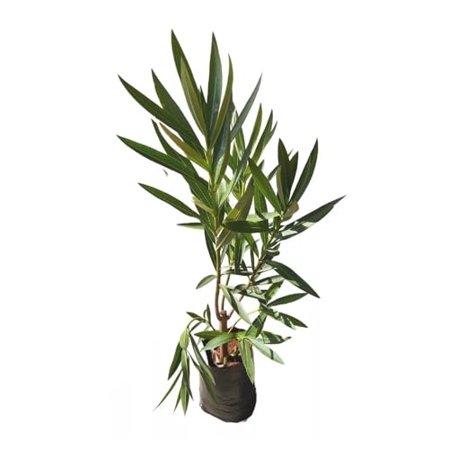 Genérico, Muda de Espirradeira 20 a 40cm AMK - Plantas Online