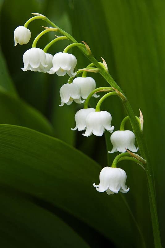 Ritz Farming® Lily of the valley flowers bulbs | Lily of the valley white flower bulbs for Home pots | all Season Flowering bulbs for Home And Kitchen Gardening pack of 1 bulbs (B0C58SCZS7) Amazon Price History, Amazon Price Tracker