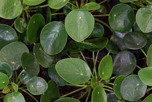 Image of UGAOO BHARAT Live Chinese Money Plant | Decorative, Indoor, Coin Leaf