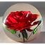 Red Rose