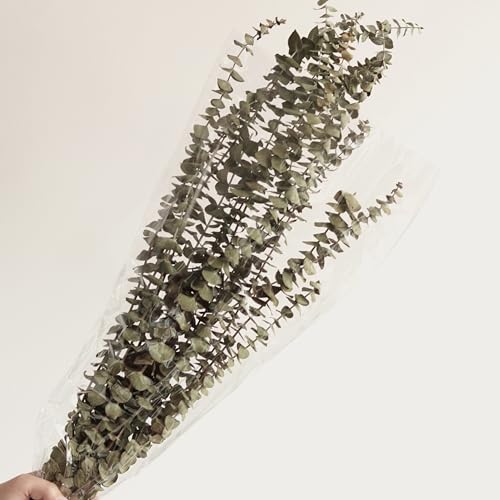 10 piezas de hojas secas de eucalipto para decoración miniatura 7