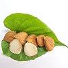 Natural Raw Bitter Apricot Kernels 16oz, Organic USDA Certified Bitter Apricot Seeds 1LB