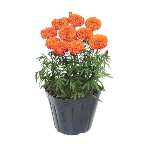 4 Marigold Plants, Orange Marigold Live Plants, Live Marigold Plants,