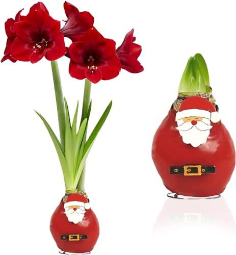 Amaryllis in Wachs Santa Claus - 1 Wax Amaryllis zwiebel in Großformat 26/30 - Exklusive Blumenzwiebeln Echte Pflanzen und Blumen aus Holland - Hippeastrum Zwiebeln (keine Samen, nicht künstlich) Amaryllis in Wachs Santa Claus - 1 Wax Amaryllis zwiebel in Großformat 26/30 - Exklusive Blumenzwiebeln Echte Pflanzen und Blumen aus Holland - Hippeastrum Zwiebeln (keine Samen, nicht künstlich)