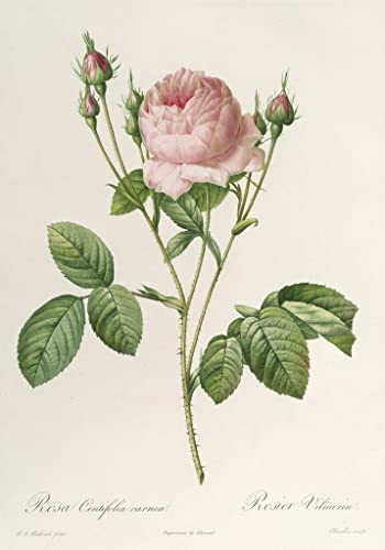 Impression sur toile Rosa Centifolia Carnea pour habiller un mur vide de salon modern