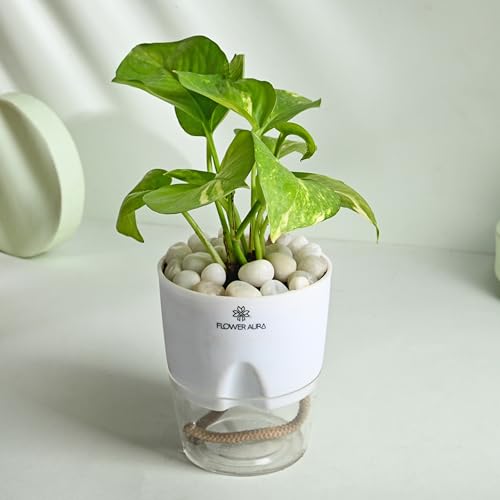 Image of FlowerAura Air Purify Live Indoor Green Money Plant In White Self Watering Pot With Manure For Living Room, Balcony, Home /Office Decor | Premium Gifting | Improving Air Quality | Reducing Stress