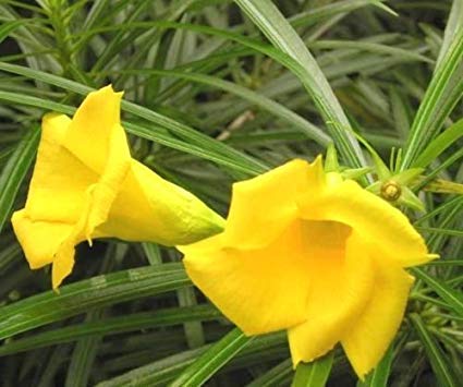 Guruji Plantation - Imported Kaner Live Plant in Yellow Color with Beautiful Pot. (B08LH6ZY65) Amazon Price History, Amazon Price Tracker