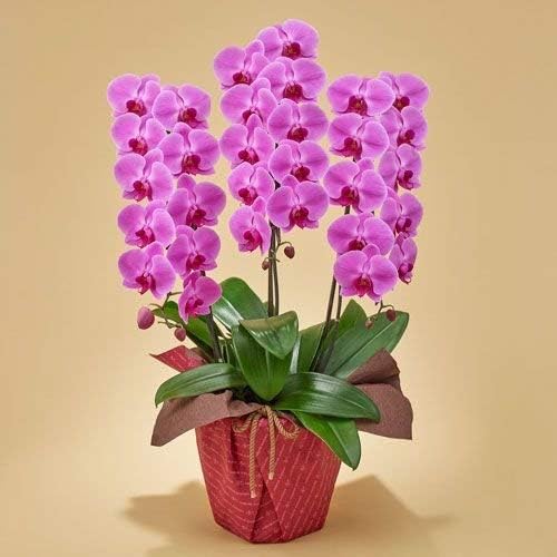 Amazon 日比谷花壇 胡蝶蘭 ピンク 3本立ち 観葉植物 オンライン通販
