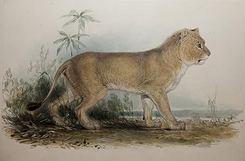 Lienzo de Edward Lear del Animal Guzerat 60x90cm: El Regalo de Arte Perfecto