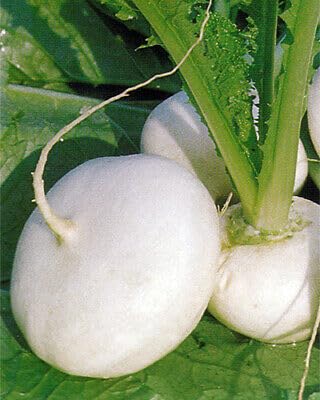 Buy4seeds 1000 Seeds Turnip - Milan White Easy to Grow