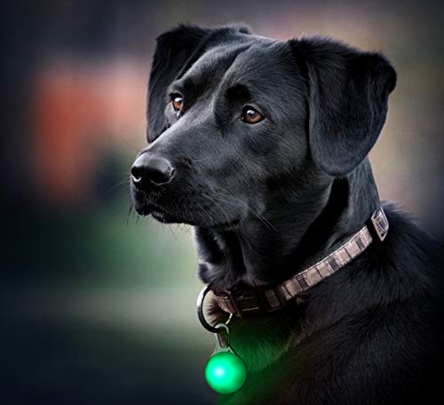 PRECORN Leuchtanhänger grün LED Hunde Katzen Hundegeschirr Leuchthalsband Hundeleuchthalsband