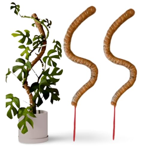 Image of Garden Art 60cm Tall Bendable Moss Stick /Coir Pole for Plants Monstera, Coco Coir Moss Poles for Climbing Plants | Plant Support Extension to Grow Upwards GABCP-60 (Pack of 2)