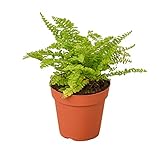 House Plant Shop | Fern 'Cotton Candy' - 4' Pot | Live Indoor Plant | Easy to Care | Natural Décor Plant | Great Gifts| Free Care Guide