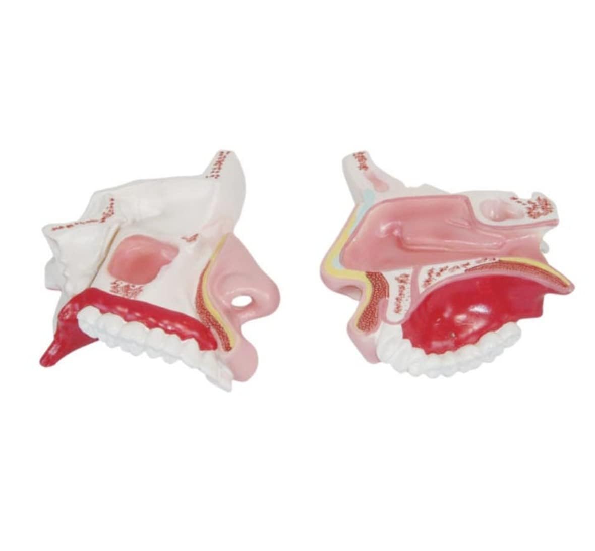 MYASKRO - Nasal Cavity Anatomical Model | Premium Quality | Made Of High Quality Non-Toxic PVC (B0C9VRB84H) Amazon Price History, Amazon Price Tracker