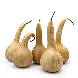 Box of 5 Dried Dipper Gourds - 3.5" Diameter, Ready for Crafting and Decorating