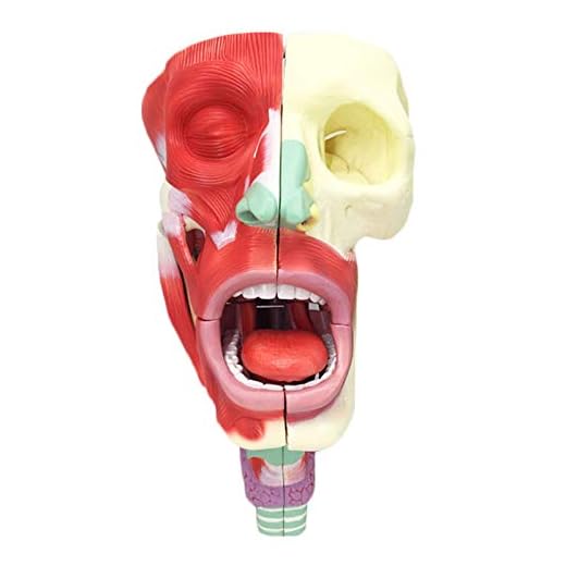 FMOGE Anatomi nasal hålighet hals modell – mänsklig organ anatomisk modell – PVC-material neurovaskulär anatomi modell medicinsk undervisning modell – för studier undervisning visning visning visning