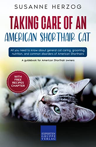 Taking care of an American Shorthair Cat: All you need to know about general cat caring