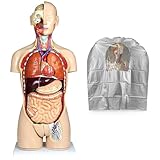 Vision Scientific VAT108-N-DC 27 Parts Dual-Sex Human Torso | Open Back Exposes Muscular Layers, Vertebral Column, Associated Nerve Branches | W Instruction Manual | Thick Zip Dust Cover