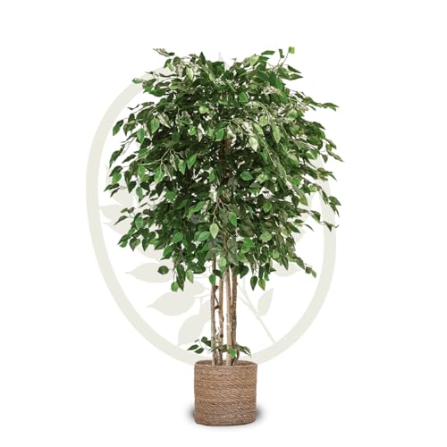 Maia Shop Plantas Artificiales Decorativas - Ficus Artificial 190 cm con Tronco Natural, Planta Artificial Grande, Decoración de Hogar, Arbol Artificial