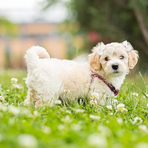 HACRAHO Tutu-Rock für Hunde, Hochzeit, Tutu mit 1 Hundehaarschleife, Tüll-Tutus für kleine, mittelgroße Hunde, Mädchen, Weiß, 1 Packung
