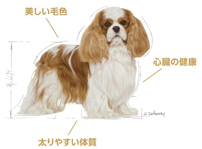 Amazon.co.jp: ロイヤルカナン BHN キャバリア キング チャールズ 成犬
