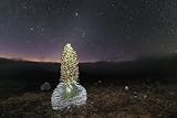 Rare blooming Silversword plant (Argyroxiphium sandwicense macrocephalum) at sunrise inside Haleakala Crater Haleakala National Park Maui's dormant volcano Hawaii USA; Maui Hawaii United States