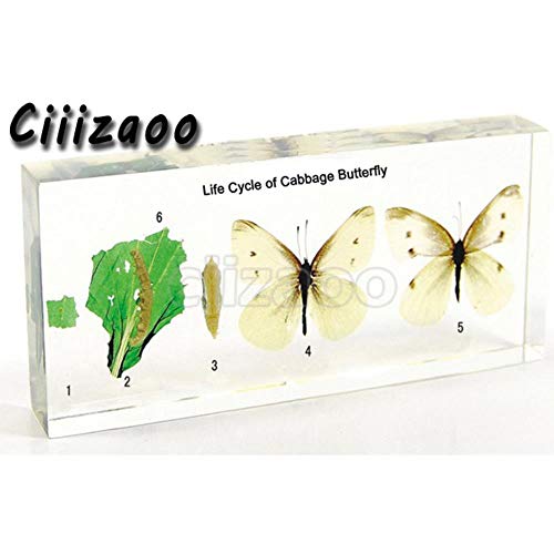 Life Cycle of Cabbage Butterfly Specimen Paperweight Taxidermy Collection Embedded in Clear Lucite Block Embedding Specimen