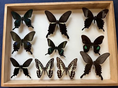 ̕W{ hCcؐt[tî40x30x6cm B <1109zW{E>