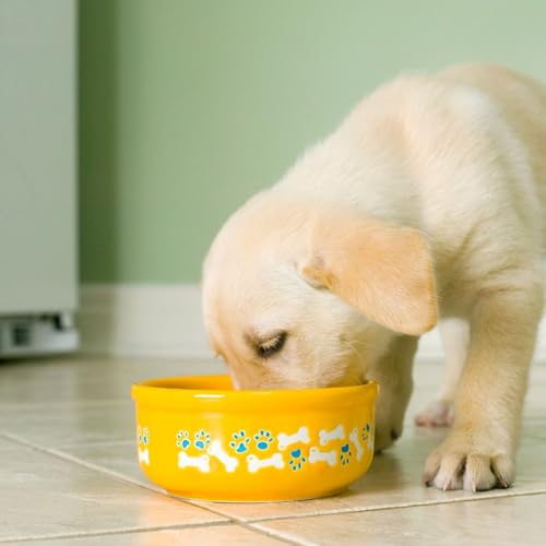 Manger trop vite : quels risques pour mon chien ou mon chat ?
