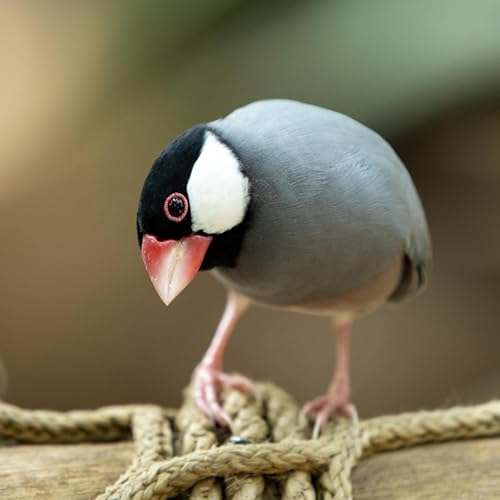 『158夏目漱石「文鳥」(朗読)』のカバーアート