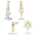 Axis Scientific Vertebrae Anatomy Model Set