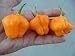 MOA Scotch Bonnet Chile 10+ Seeds