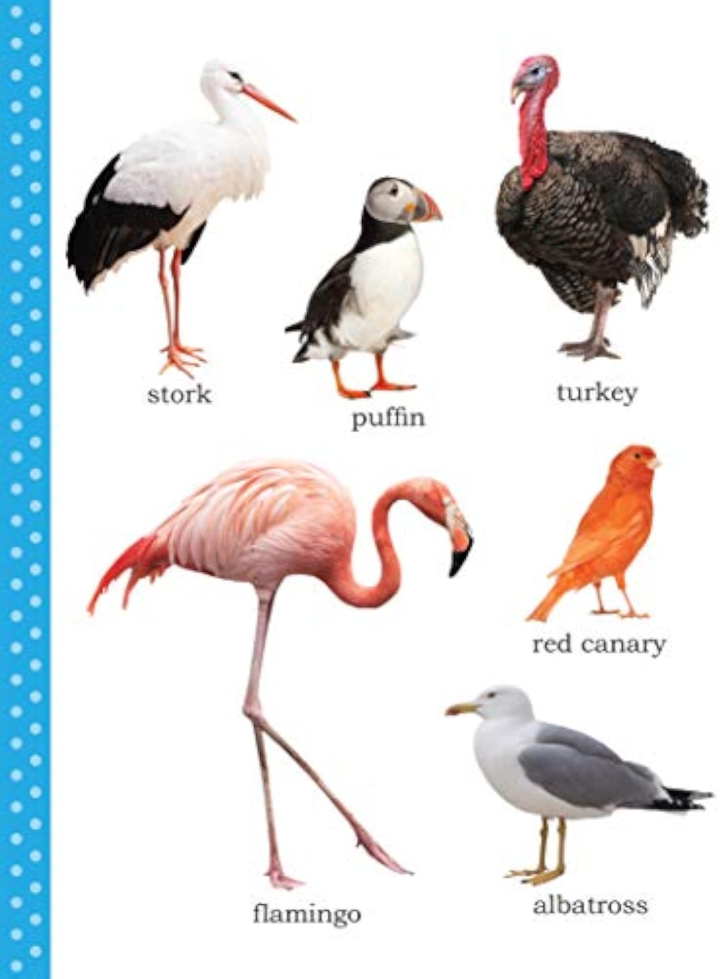 My First Picture Book of Birds